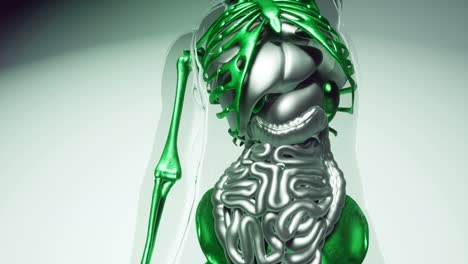 Human-Skeleton-Bones-Model-with-Organs